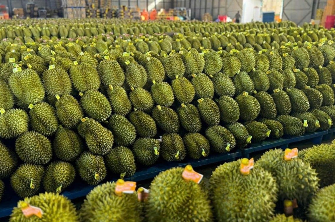 UBND tỉnh Đắk Lắk đã ban hành Chỉ thị về sản xuất và tiêu thụ sầu riêng vụ 2025. Các vùng trồng, cơ sở đóng gói và doanh nghiệp xuất khẩu phải tuân thủ tuyệt đối quy trình kỹ thuật, quy định kiểm dịch thực vật và an toàn thực phẩm. Ảnh: Tuấn Trần.