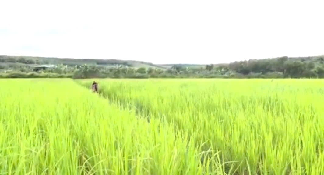 Trồng lúa nước đảm bảo an ninh lương thực ở xã biên giới Ia Nan. Ảnh: ĐL. 