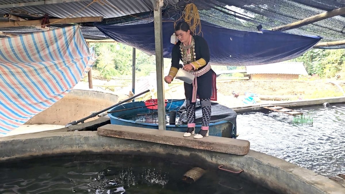 Cá nước lạnh là nguồn kinh tế chính của nhiều hộ đồng bào thiểu số tại Lào Cai. Ảnh: H.Đ.
