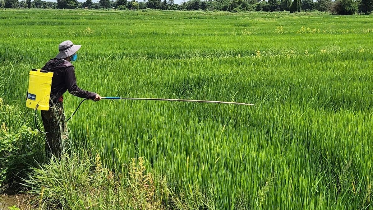UBND tỉnh Gia Lai đang tìm vùng tưới khác phù hợp để dự án hồ Ia Mơr được Bộ Nông nghiệp và Môi trường tiếp tục đầu tư hoàn chỉnh hệ thống kênh mương dẫn nước tưới. Ảnh: V.Đ.T.