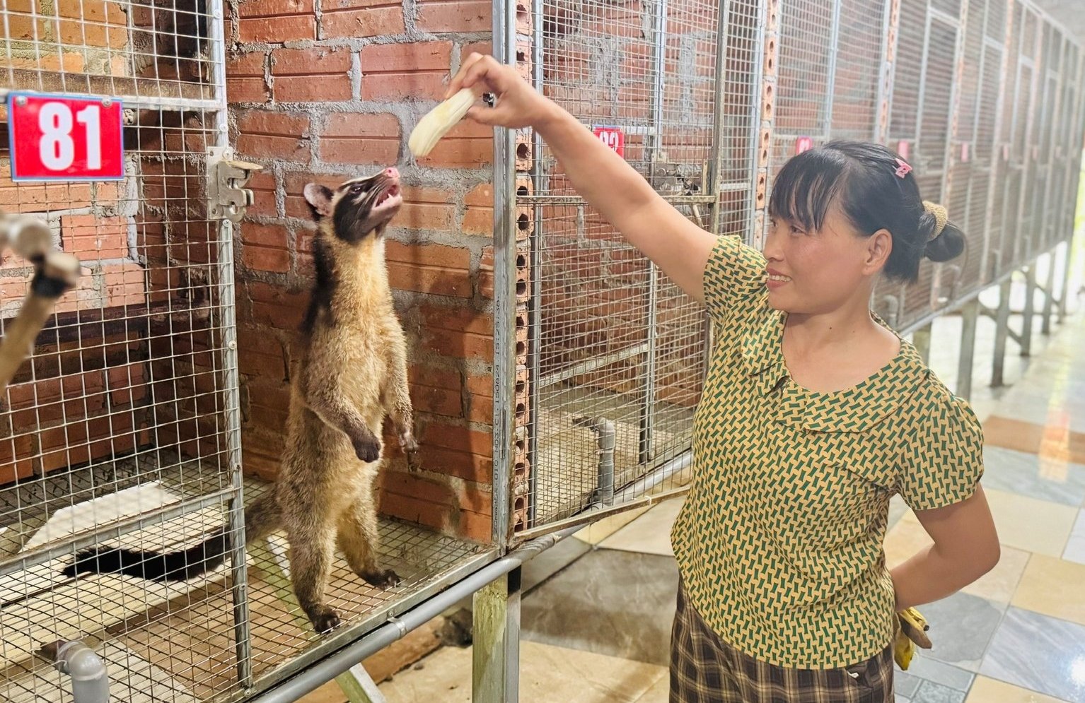 Hệ thống chuồng nuôi chồn phải luôn sạch, đảm bảo thoáng, ấm đông mát hè. Ảnh: Ánh Nguyệt.
