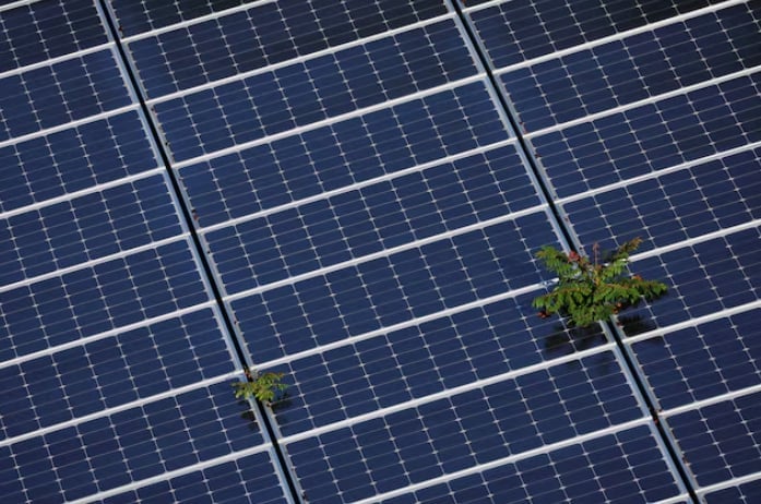 Plants grow through an array of solar panels in Fort Lauderdale, Florida, U.S., May 6, 2022. REUTERS/Brian Snyder/File Photo Purchase Licensing Rights.