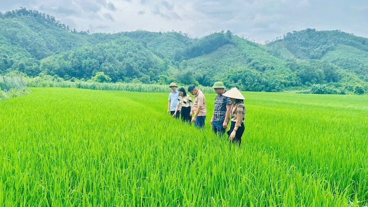 Xã Quảng Đức hiện có 357 ha trồng lúa vụ mùa, hiện đang giai đoạn đẻ nhánh. Ảnh: Nguyễn Thành. 