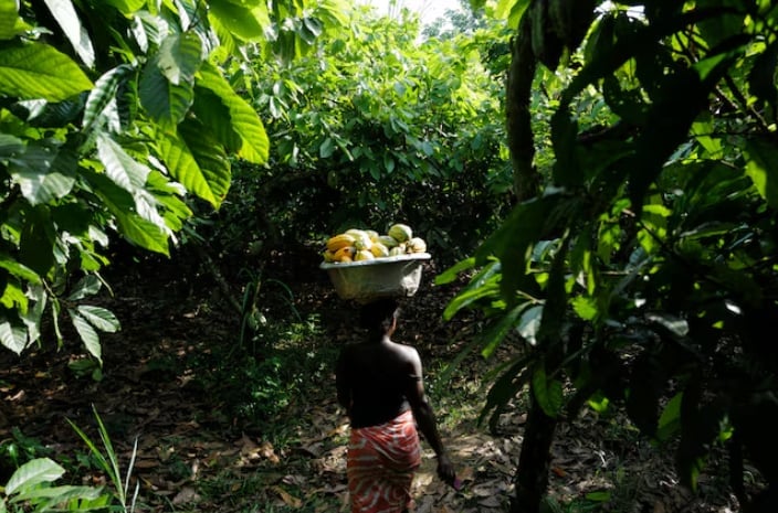 A labourer carries harvested cocoa pods at a farm in Assin Foso, Ghana November 21, 2024. REUTERS/Francis Kokoroko/File Photo Purchase Licensing Rights.