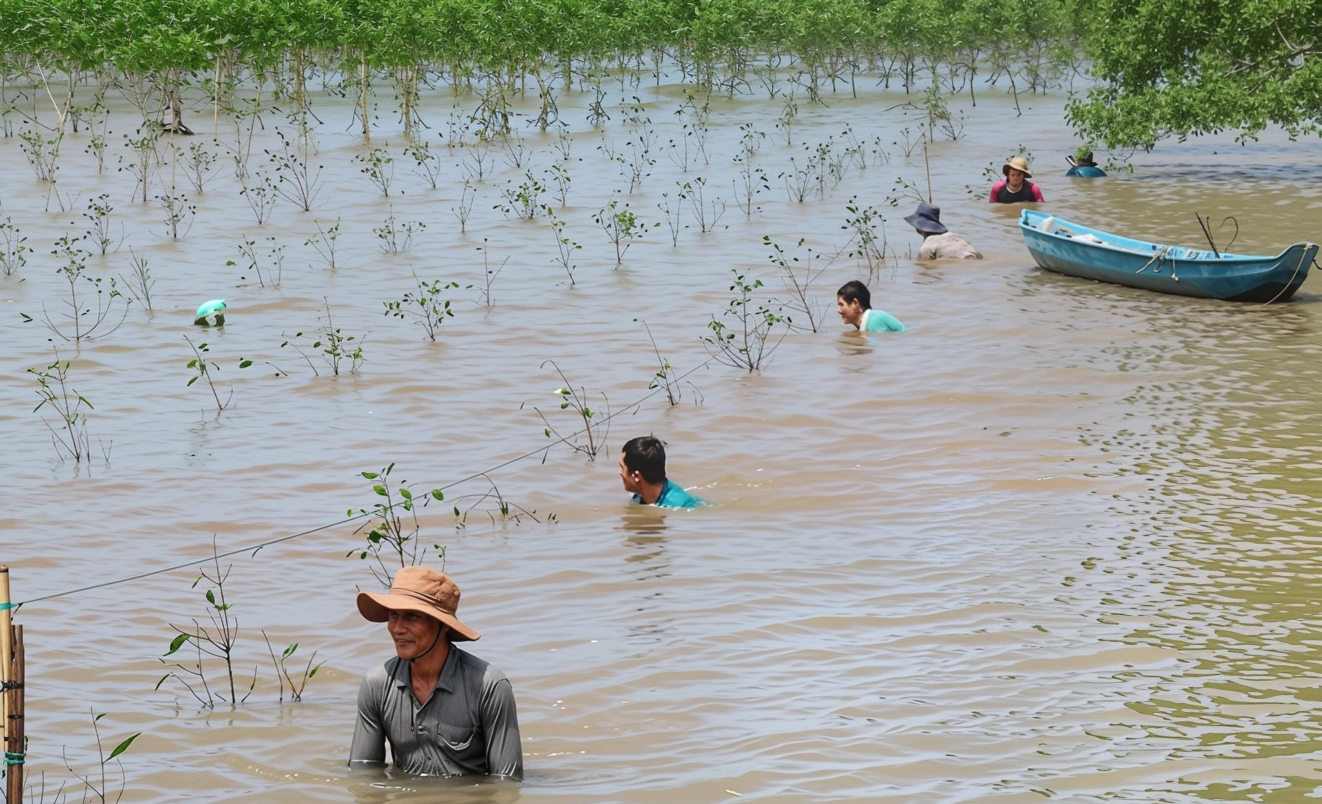 Hoạt động trồng rừng bần trước đây được thực hiện tại bãi bồi ven biển, khu vực từng thuộc tỉnh Trà Vinh cũ. Ảnh: Hồ Thảo.