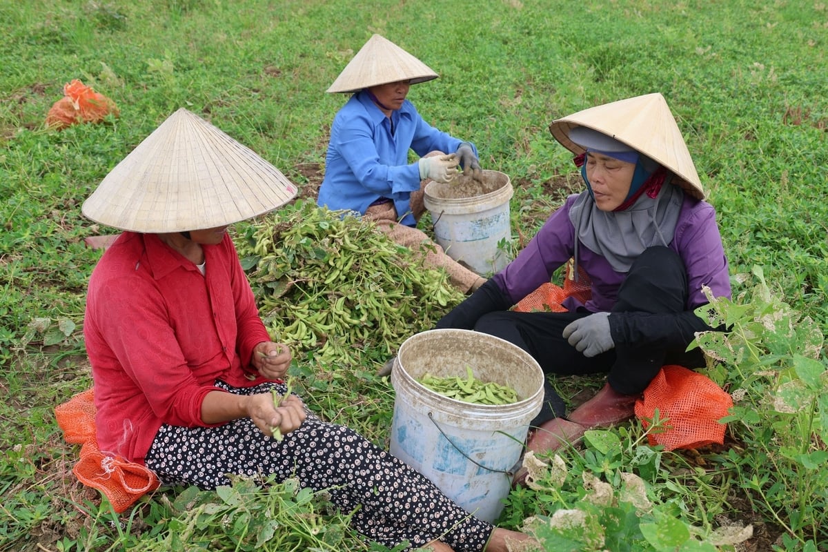 Anh Thắm đang tạo việc làm cho hàng chục lao động địa phương, chủ yếu là những người nhiều tuổi. Ảnh: Thanh Tâm.