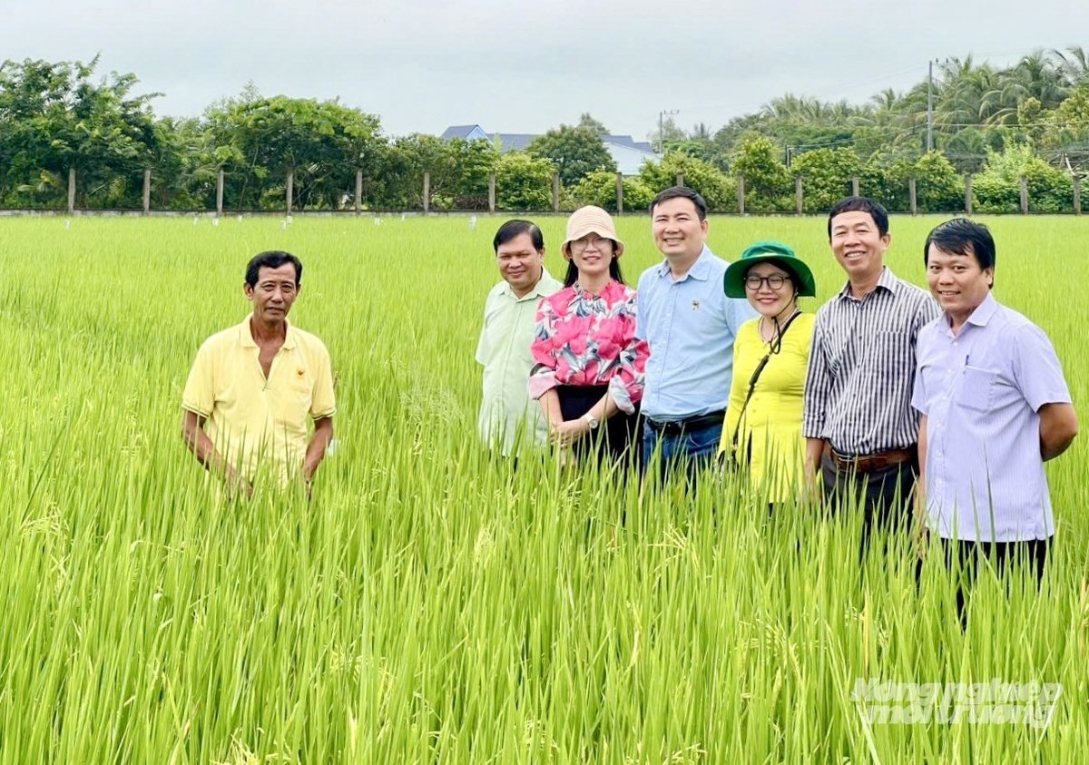Đoàn công tác của Trung tâm Khuyến nông Quốc gia và địa phương khảo sát mô hình canh tác lúa giảm phát thải tại TP Cần Thơ. Ảnh: Lê Hoàng Vũ.