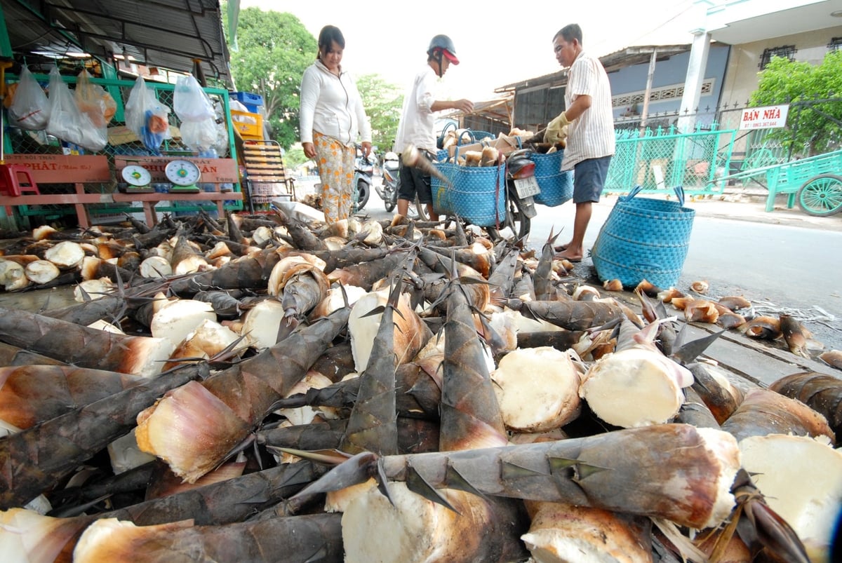 Cơ sở thu mua măng tre tại chân núi Cấm hoạt động nhộn nhịp vào mùa măng. Ảnh: Lê Hoàng Vũ.