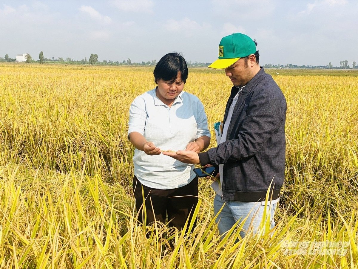 Cán bộ kỹ thuật trao đổi cùng nông dân về chất lượng lúa trong mô hình canh tác thân thiện với môi trường. Ảnh: Lê Hoàng Vũ.