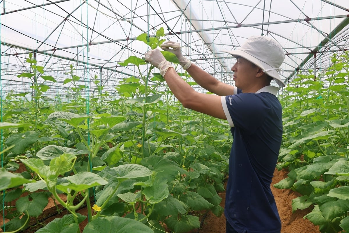 Tiến Anh hàng ngày đều say sưa chăm bón bên những gốc dưa. Ảnh: Thanh Tâm.