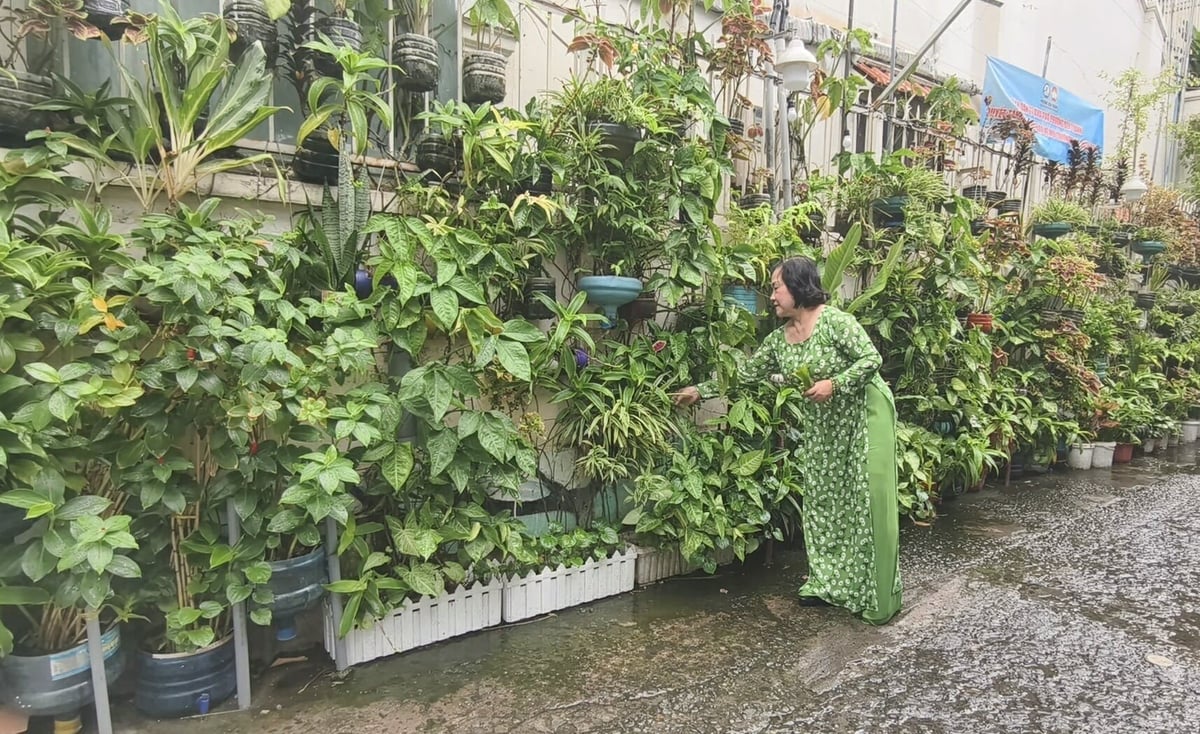 Bà Nguyễn Thị Ngọc Cẩm - Trưởng Ban điều hành khu phố 27, phường Bến Thành, chăm sóc mảng xanh trong con hẻm. Ảnh: Hà Duyên.