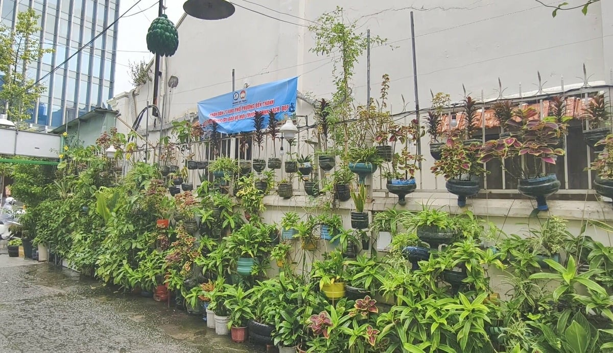 Hàng chục chậu cây xanh được trồng dọc con hẻm 153 Nguyễn Thị Minh Khai, phường Bến Thành hình thành tuyến hẻm xanh - sạch - đẹp giữa lòng đô thị. Ảnh: Hà Duyên.