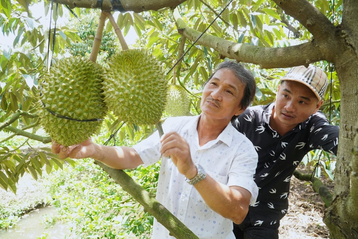Hiện nay, nhiều giải pháp khắc phục tồn dư Cadimi đang được bà con nông dân và chính quyền các địa phương ĐBSCL quan tâm. Ảnh: Kim Anh.