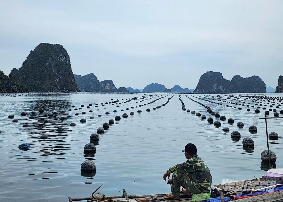 Quảng Ninh đã bước vào vụ thu hoạch hàu đầu tiên sau bão Yagi. Giá hàu đang xuống thấp kỷ lục, người nuôi hàu đã điêu đứng vì bão Yagi giờ lại giá thấp, chồng chất khó khăn. Ảnh: Cường Vũ.