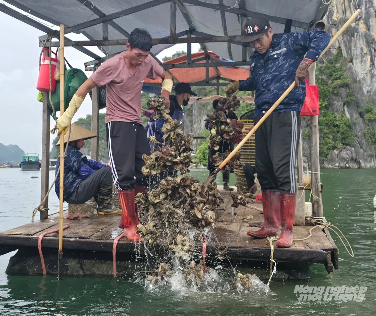 Bà con ở Vân Đồn thu hoạch lứa hàu đầu tiên sau bão Yagi. Ảnh: Cường Vũ. 