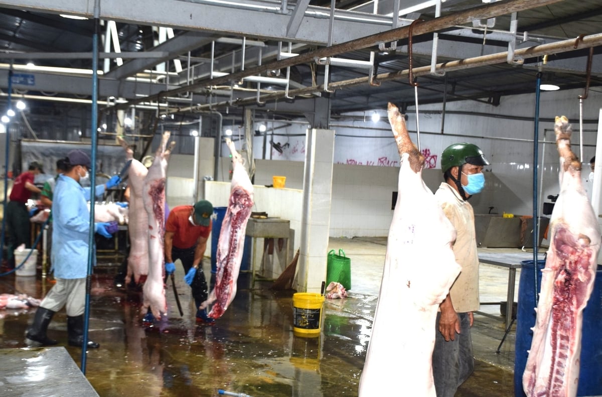 Gia Lai yêu cầu cơ sở giết mổ động vật tập trung phải tăng cường các biện pháp an toàn sinh học. Ảnh: V.Đ.T.