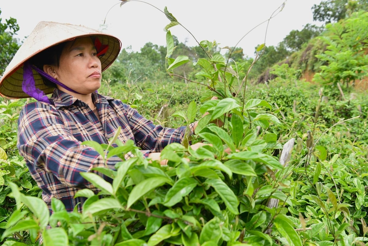 Chị Trần Thị Hiền bên vườn ba kích chuẩn bị cho thu hoạch. Ảnh: Dương Đình Tường.