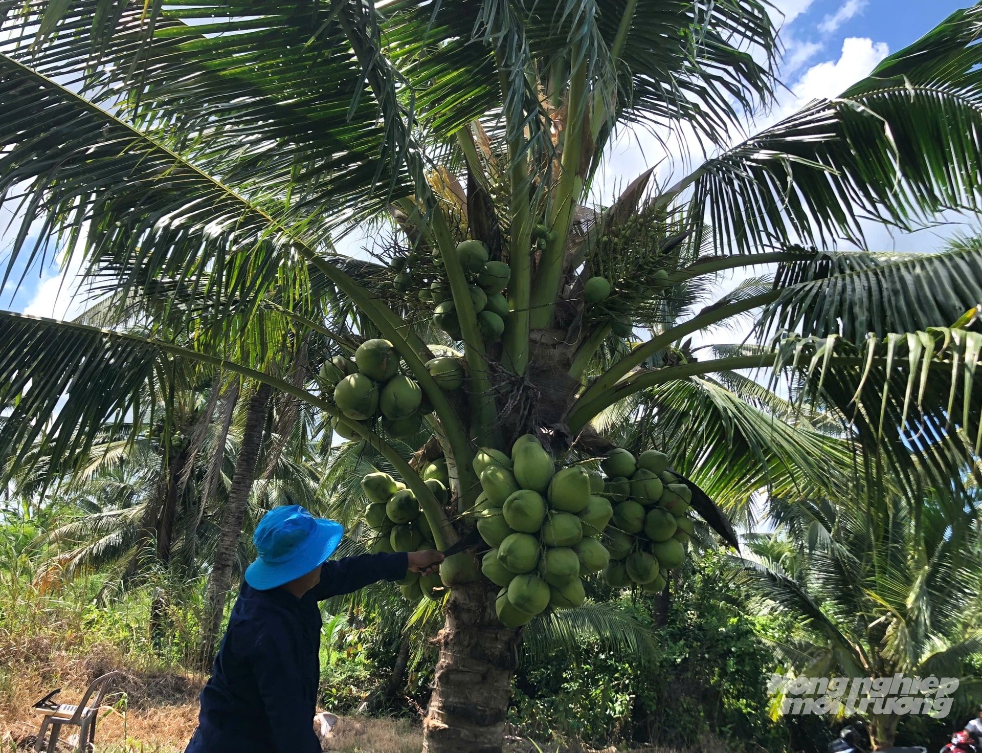 Dừa dứa thuộc giống dừa lùn, cho trái quanh năm, nếu trồng đúng kỹ thuật mỗi cây có thể cho thu hoạch hơn 200 trái/năm, mang lại thu nhập tốt cho nhà vườn. Ảnh: Trung Chánh. Dừa dứa thuộc giống dừa lùn, cho trái quanh năm, nếu trồng đúng kỹ thuật mỗi cây có thể cho thu hoạch hơn 200 trái/năm, mang lại thu nhập tốt cho nhà vườn. Ảnh: Trung Chánh.