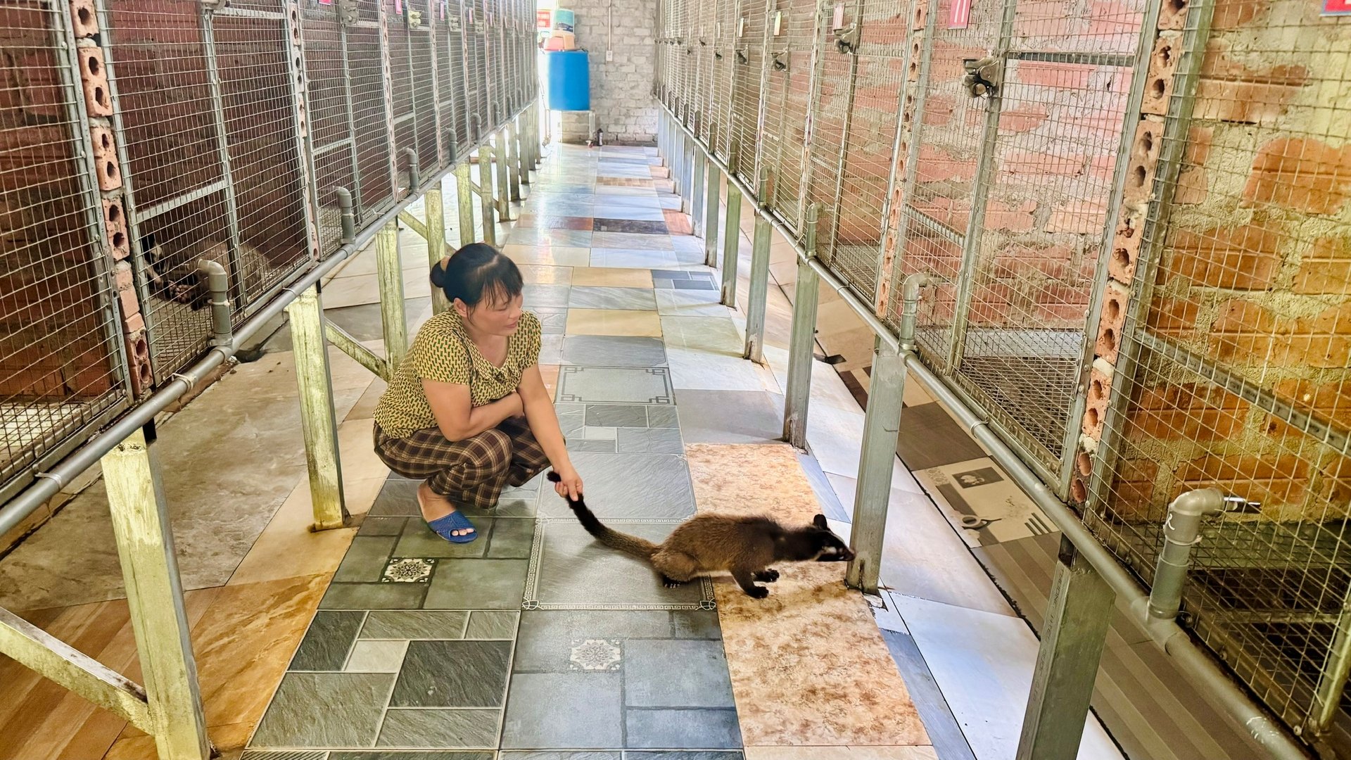 Chồn vòi mốc dễ nuôi, ít dịch bệnh, đầu ra ổn định. Ảnh: Ánh Nguyệt.