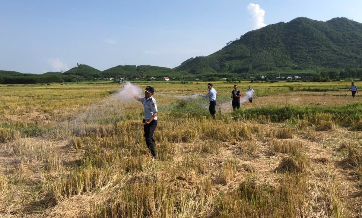 Tình trạng săn bắt chim yến trái phép vẫn diễn biến phức tạp. Ảnh: Châu Hảo.