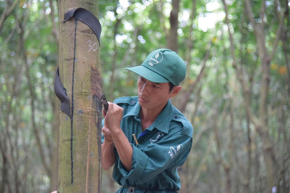 Công nhân khai thác mủ cao su. Ảnh: VRG.
