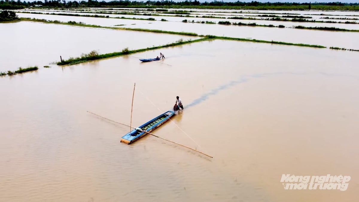Người dân thường đẩy côn vào sáng sớm hoặc chiều mát khi cá lên đồng nhiều. Ảnh: Văn Vũ.