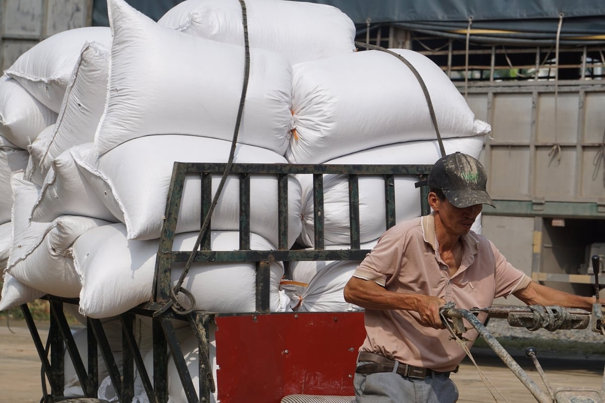 Bà con thu hoạch lúa, chở về hợp tác xã tiêu thụ. Ảnh: Quốc Toản.