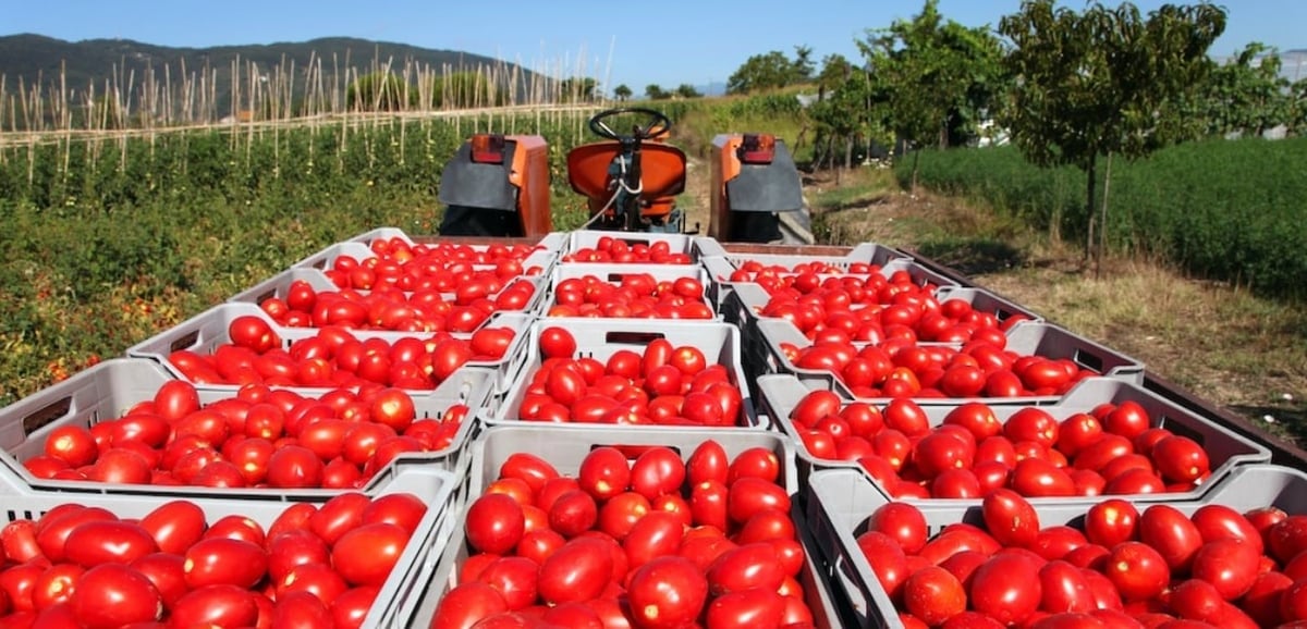 The tomato, one of the most profitable crops for the country, has recorded an average growth of 9.5% in the last 10 years.