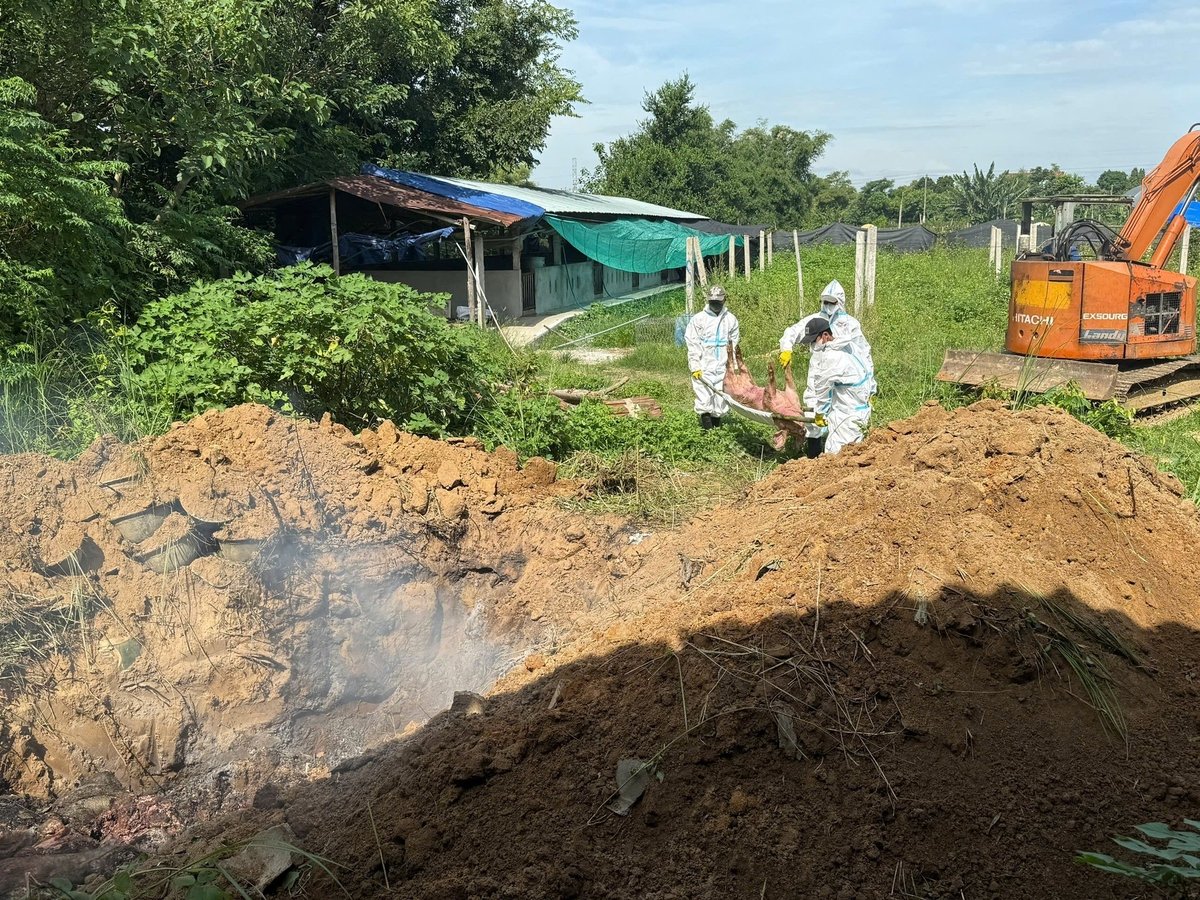 Gia Lai chỉ đạo lợn bệnh, lợn chết phải được tiêu hủy tại địa điểm nằm bên trong phạm vi của hộ chăn nuôi, hoặc theo qui hoạch của địa phương. Ảnh: V.Đ.T.