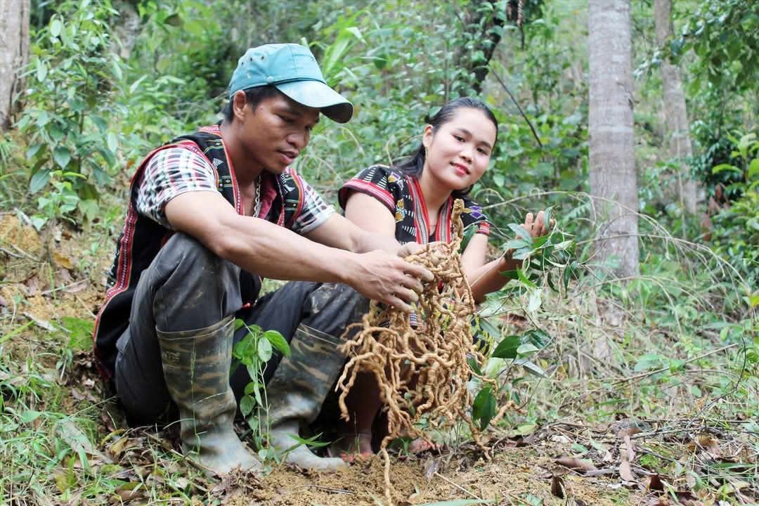 Người dân vùng cao Đà Nẵng thoát nghèo nhờ trồng dược liệu dưới tán rừng. Ảnh: Lan Anh. 