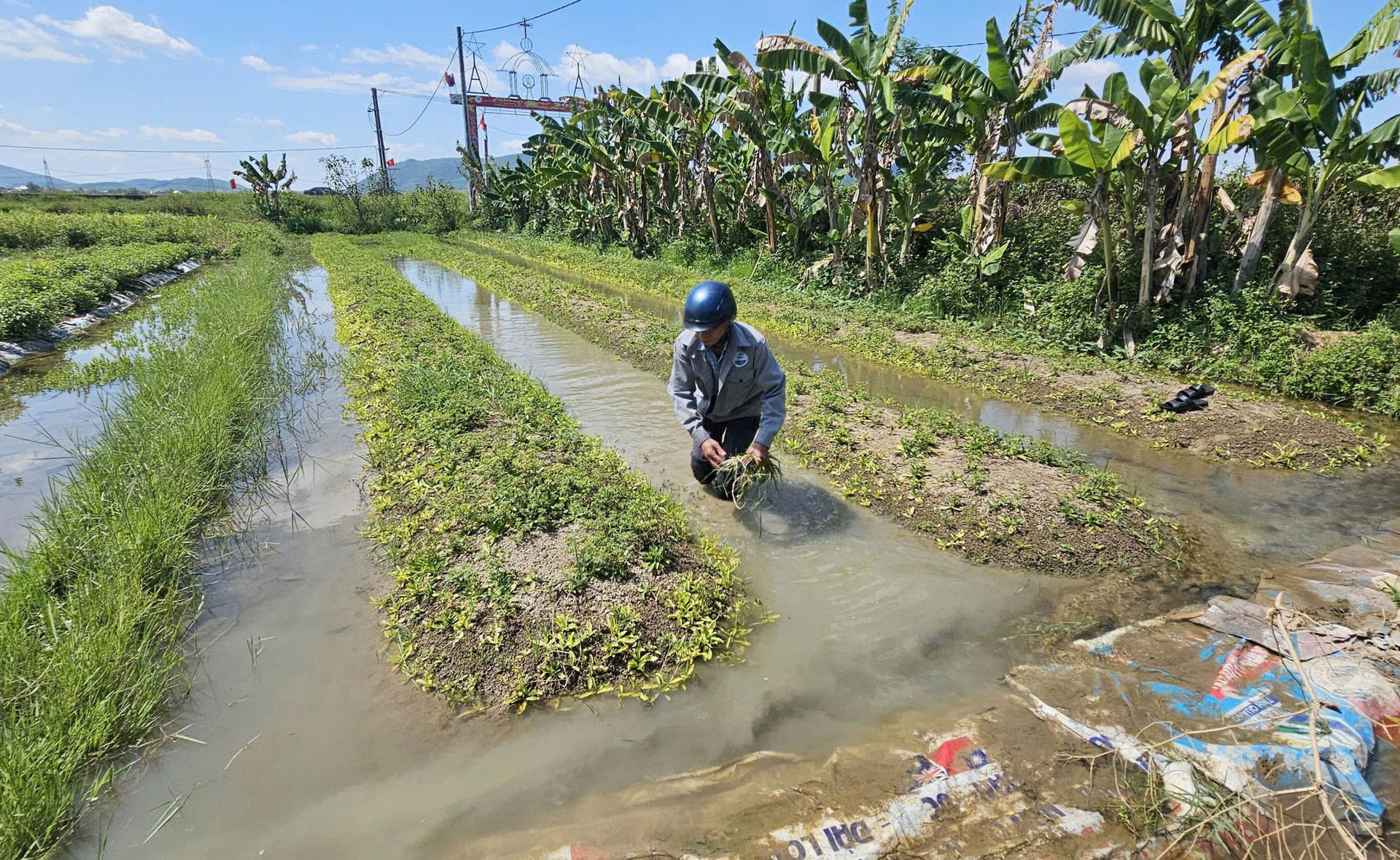 Vùng đất trồng rau màu tại thôn Thanh Tân luôn bị ngập úng. Ảnh: T. Phùng. Vùng đất trồng rau màu tại thôn Thanh Tân luôn bị ngập úng. Ảnh: T. Phùng.