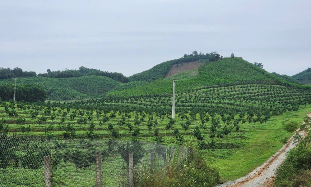 Tỉnh Thanh Hóa chuyển đổi hơn 14 ha rừng cho dự án cụm công nghiệp Bãi Trành. Ảnh: Thu Thủy.