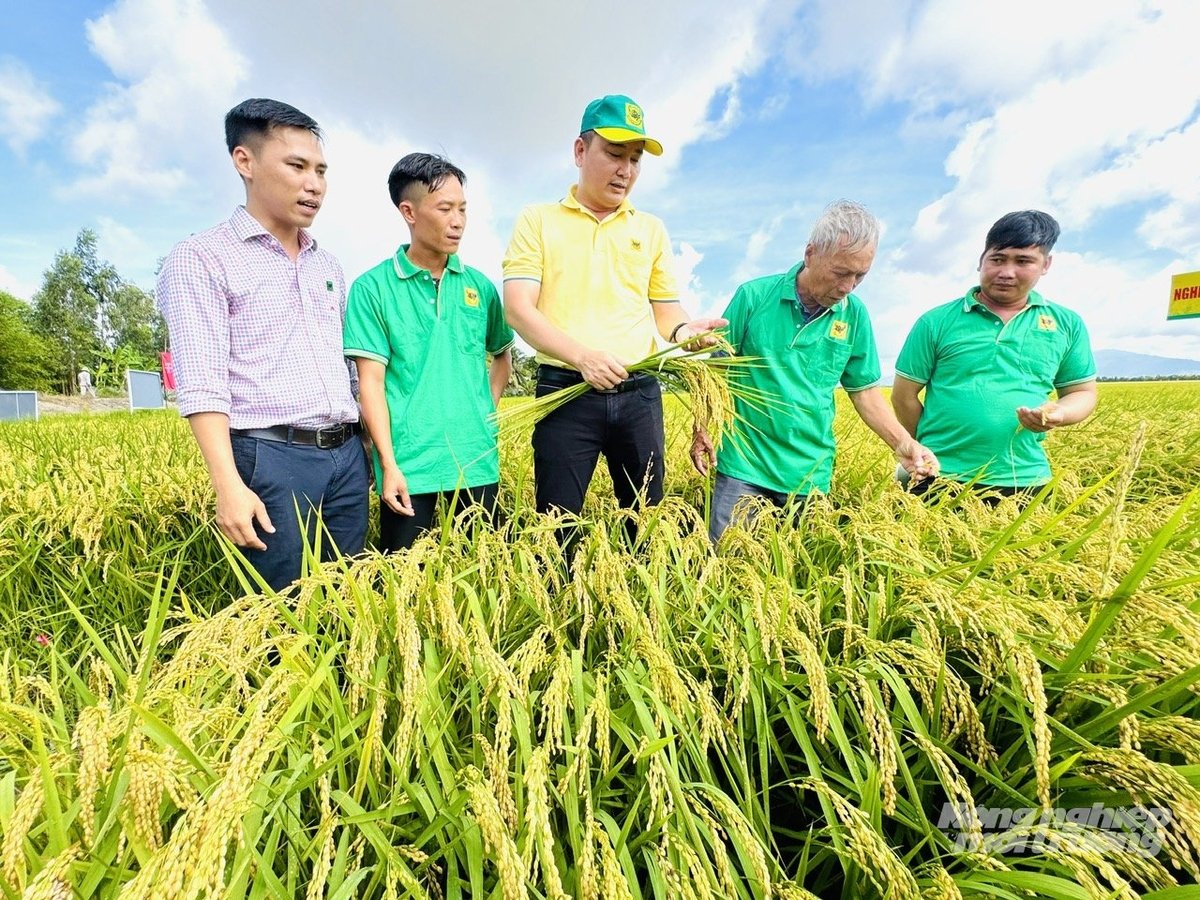 Tại HTX nông nghiệp Vinacam Hòn Đất, nông dân canh tác lúa giảm phát thải giúp lợi nhuận cao hơn 6 triệu đồng/ha. Ảnh: Lê Hoàng Vũ. Tại HTX nông nghiệp Vinacam Hòn Đất, nông dân canh tác lúa giảm phát thải giúp lợi nhuận cao hơn 6 triệu đồng/ha. Ảnh: Lê Hoàng Vũ.