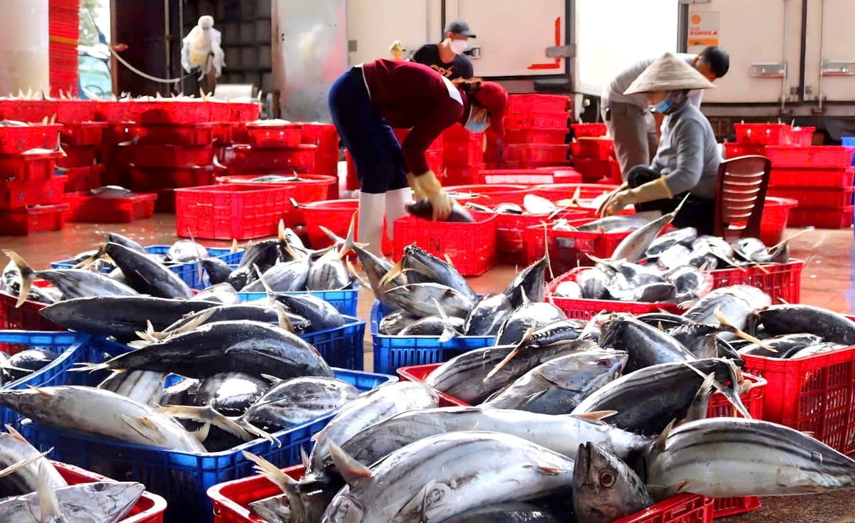 Vietnam Tuna Association proposes urgent amendment to Decree 37/2024/ND-CP. Photo: Kim So.