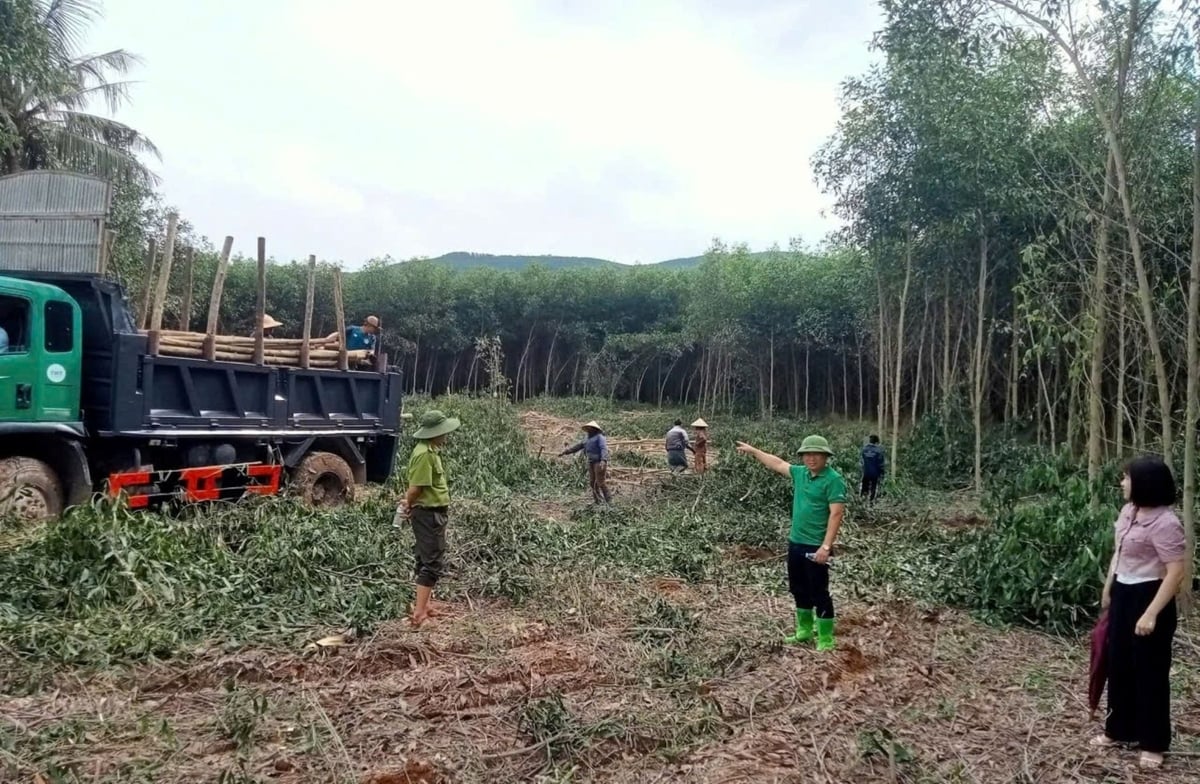 Lãnh đạo xã Châu Bình và lực lượng chức năng xuống hiện trường chỉ đạo, hỗ trợ người dân bản Bình Quang nhanh chóng thu hoạch keo. Ảnh: Hữu Duy.
