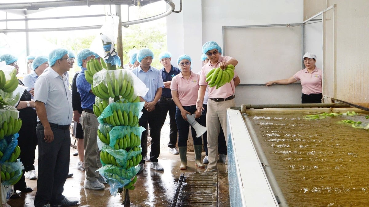 Unifarm là đơn vị tiên phong làm nông nghiệp công nghệ cao. Trong ảnh là khu vực sơ chế chuối xuất khẩu. Ảnh: Trần Phi.