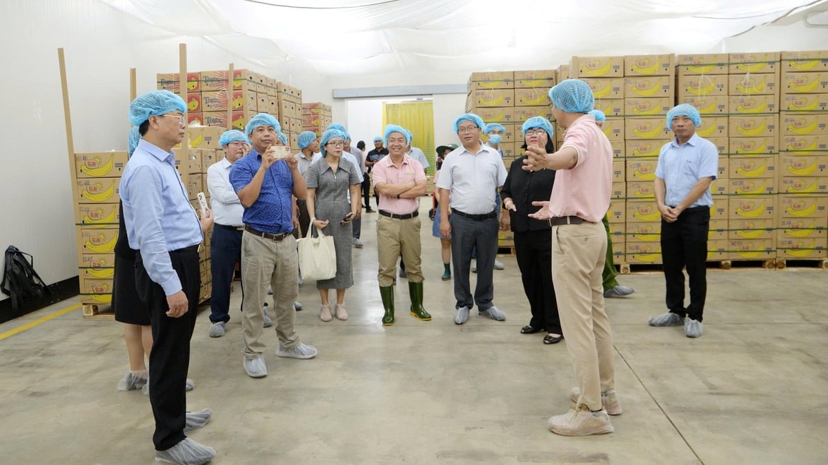 Kho lạnh bảo quản sản phẩm chuối sau sơ chế của Unifarm. Ảnh: Hồng Thủy.