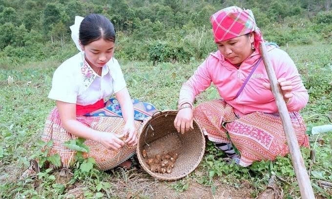 Thành viên HTX Nông nghiệp và Du lịch Bản Mù thu hoạch khoai sọ nương. Ảnh: Bảo Thắng.