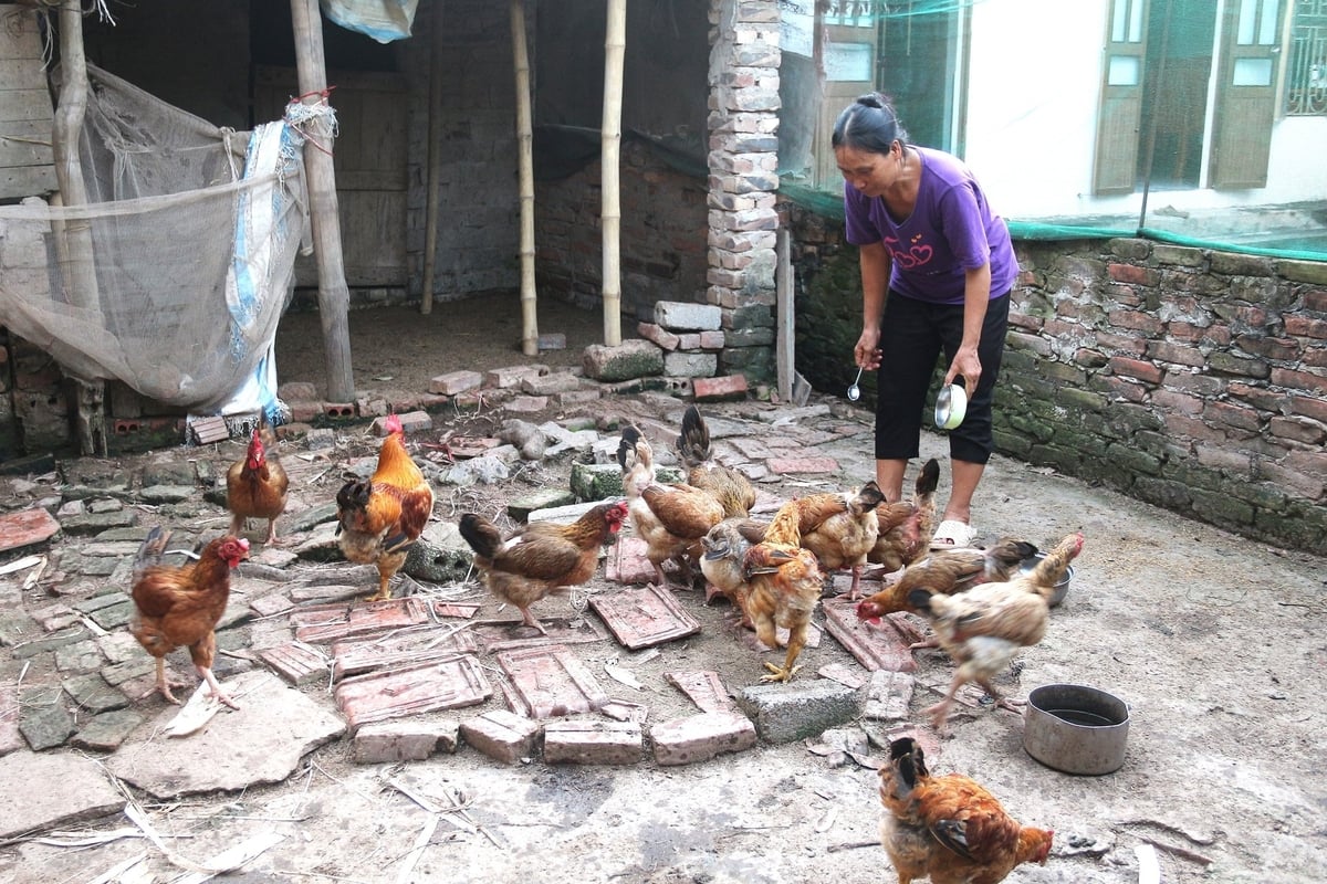Với bà Phạm Thị Liên, mỗi con gà đều là tài sản. Ảnh: Phạm Hiếu. Với bà Phạm Thị Liên, mỗi con gà đều là tài sản. Ảnh: Phạm Hiếu.