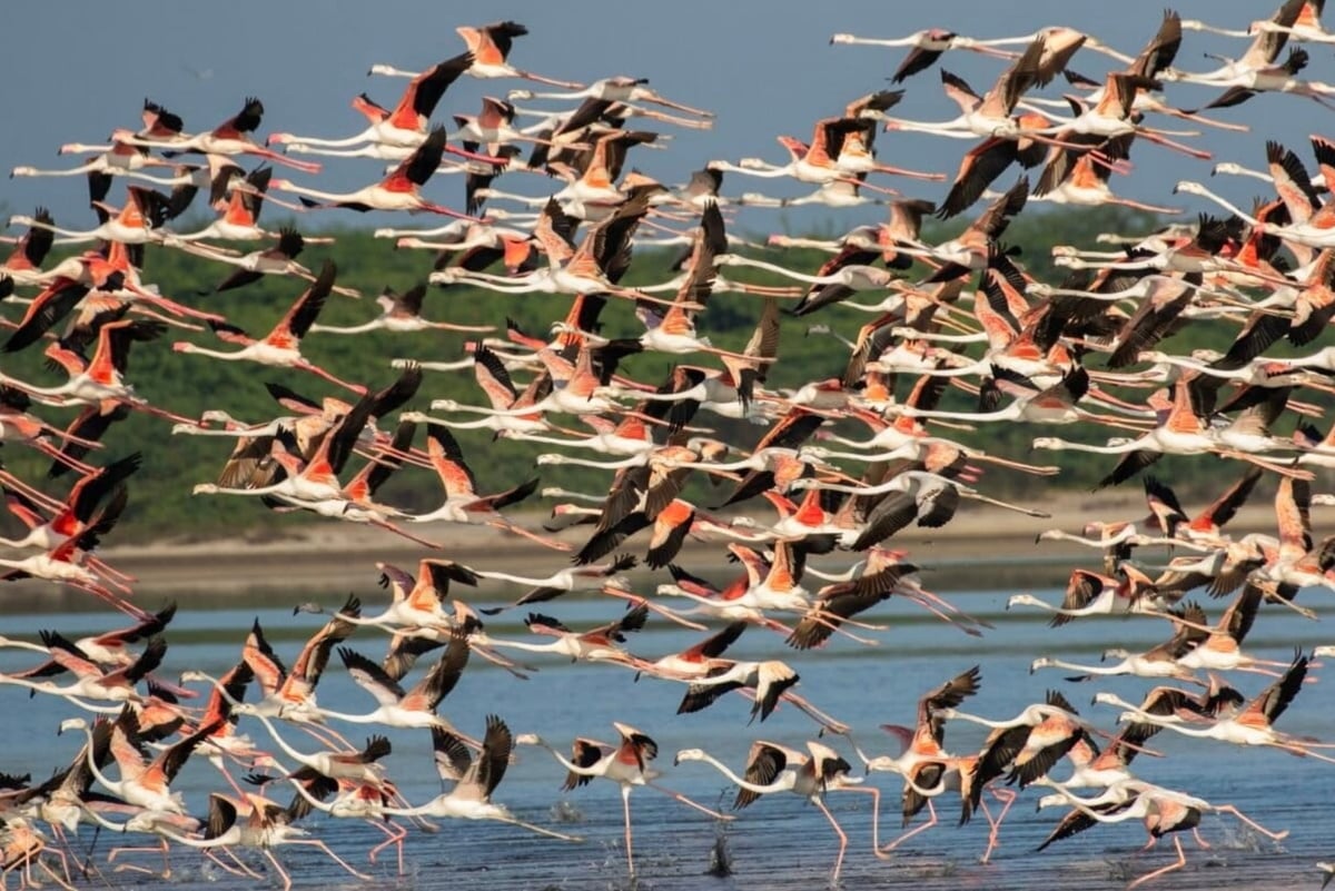 Mannar (Sri Lanka) là điểm dừng chân quan trọng của hàng triệu loài chim di cư trên tuyến bay Trung Á. Ảnh: Moditha Kodikara Arachchie.