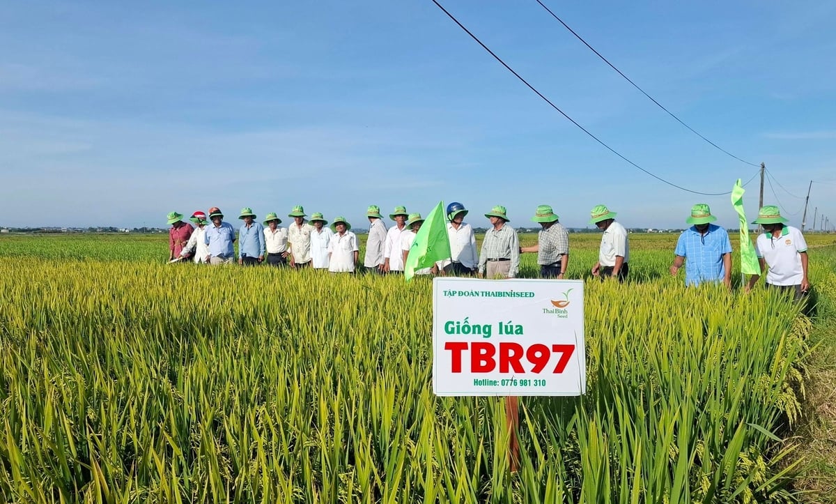 Nông dân khu vực huyện Quảng Điền (cũ) tham quan, đánh giá giống lúa TBR97. Ảnh: Văn Dinh. Nông dân khu vực huyện Quảng Điền (cũ) tham quan, đánh giá giống lúa TBR97. Ảnh: Văn Dinh.