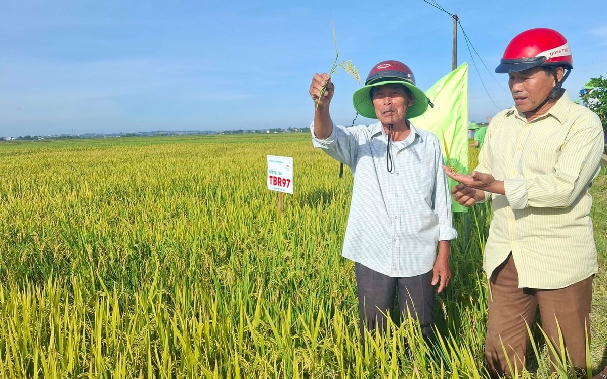 Giống lúa TBR97 được nông dân đánh giá cao. Ảnh: Văn Dinh. Giống lúa TBR97 được nông dân đánh giá cao. Ảnh: Văn Dinh.