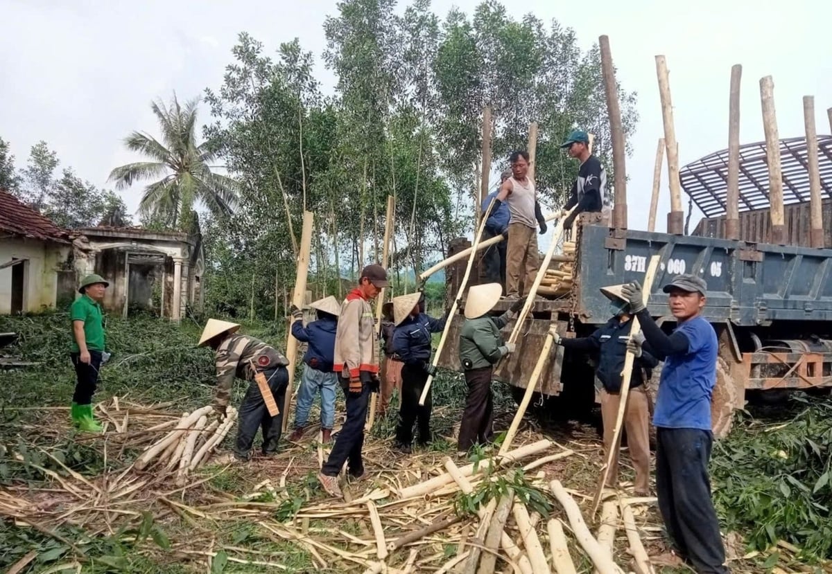 Người dân bản Bình Quang thu hoạch keo và tài sản trước nguy cơ bị ngập, thiệt hại khi hồ chứa nước Bản Mồng tích nước. Ảnh: Hữu Duy.