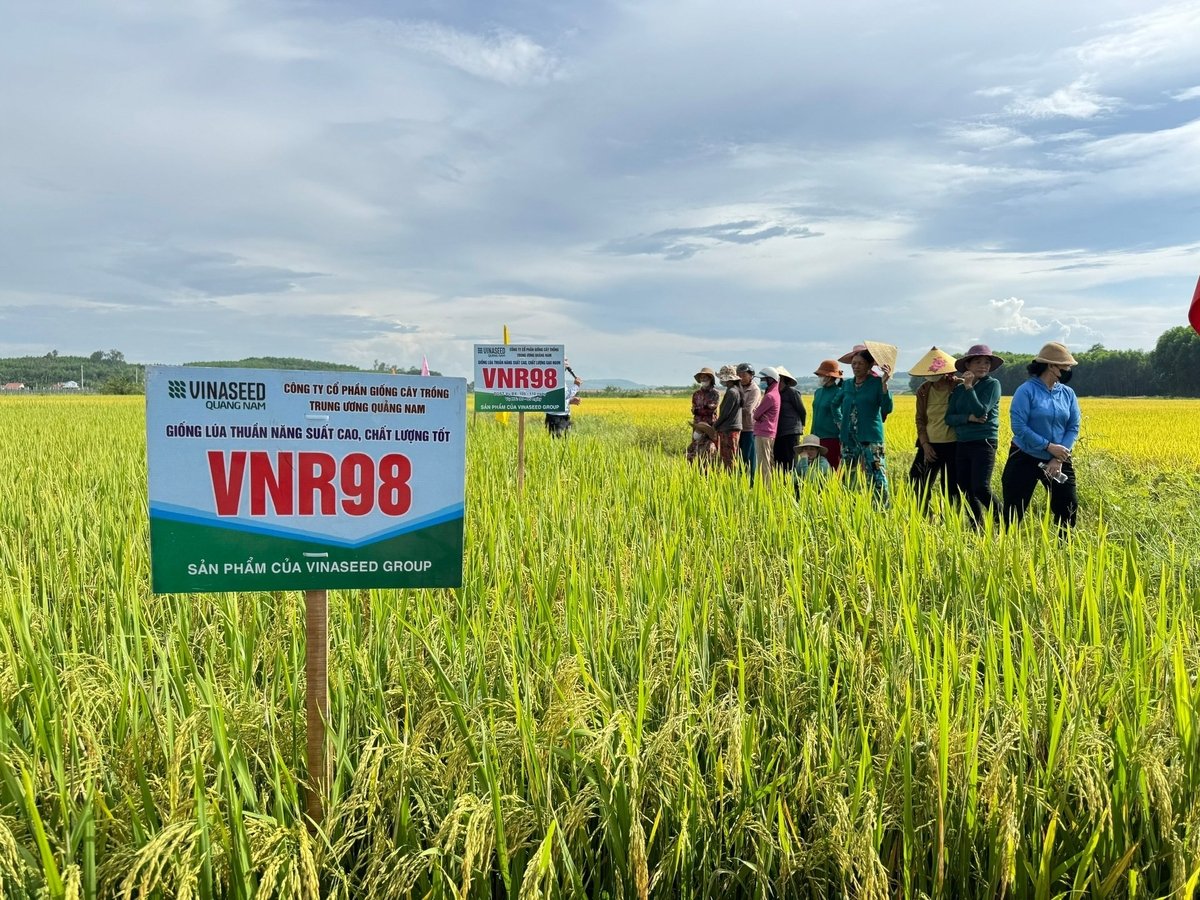Giống lúa VNR98 là một trong những giống lúa đầy tiềm năng của Vinaseed Group. Ảnh: L.K.