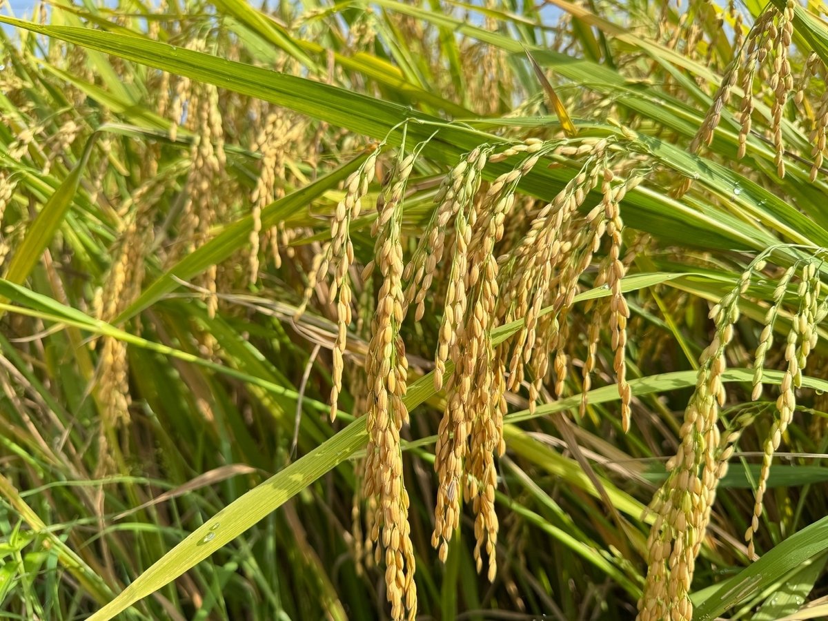 Bông lúa ĐB6 to, dài hạt chắc đến tận cậy. Ảnh: L.K.
