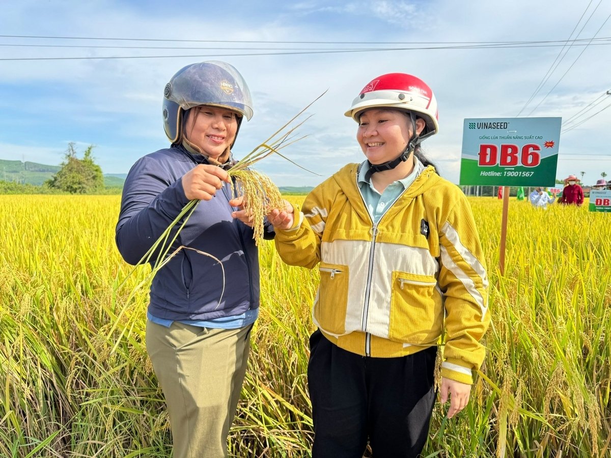 Nông dân sản xuất đánh giá cao giống lúa ĐB6 với những ưu điểm vượt trội như cứng cây chống đỗ ngã, kháng sâu bệnh, năng suất cao. Ảnh: L.K. 