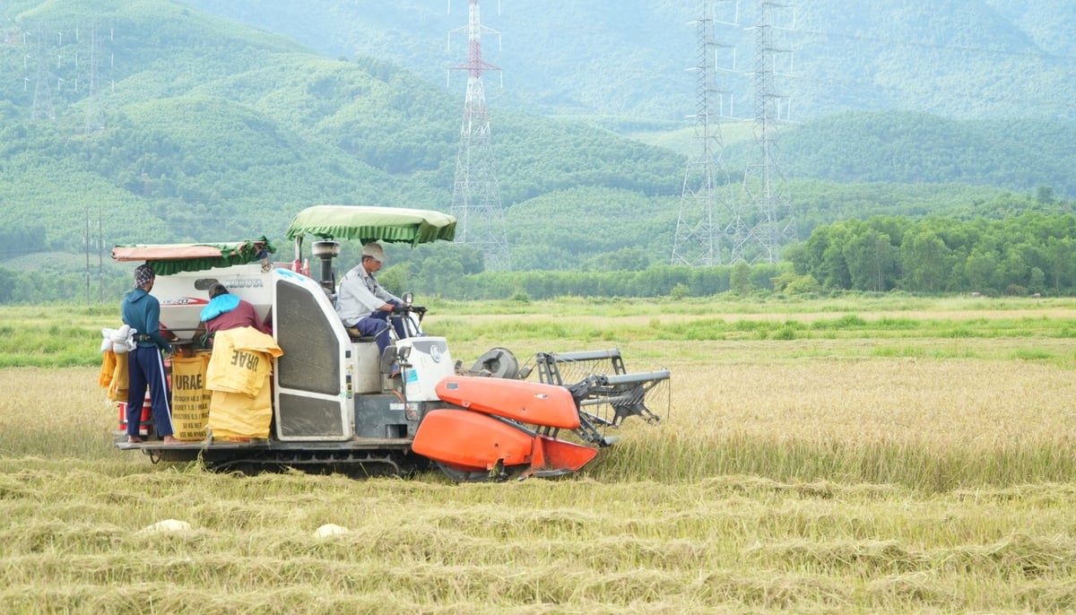 Nông dân tại xã Phú Lộc (TP Huế) khẩn trương thu hoạch lúa trong sáng 23/8 để tránh bão số 5. Ảnh: Văn Dinh. Nông dân tại xã Phú Lộc (TP Huế) khẩn trương thu hoạch lúa trong sáng 23/8 để tránh bão số 5. Ảnh: Văn Dinh.