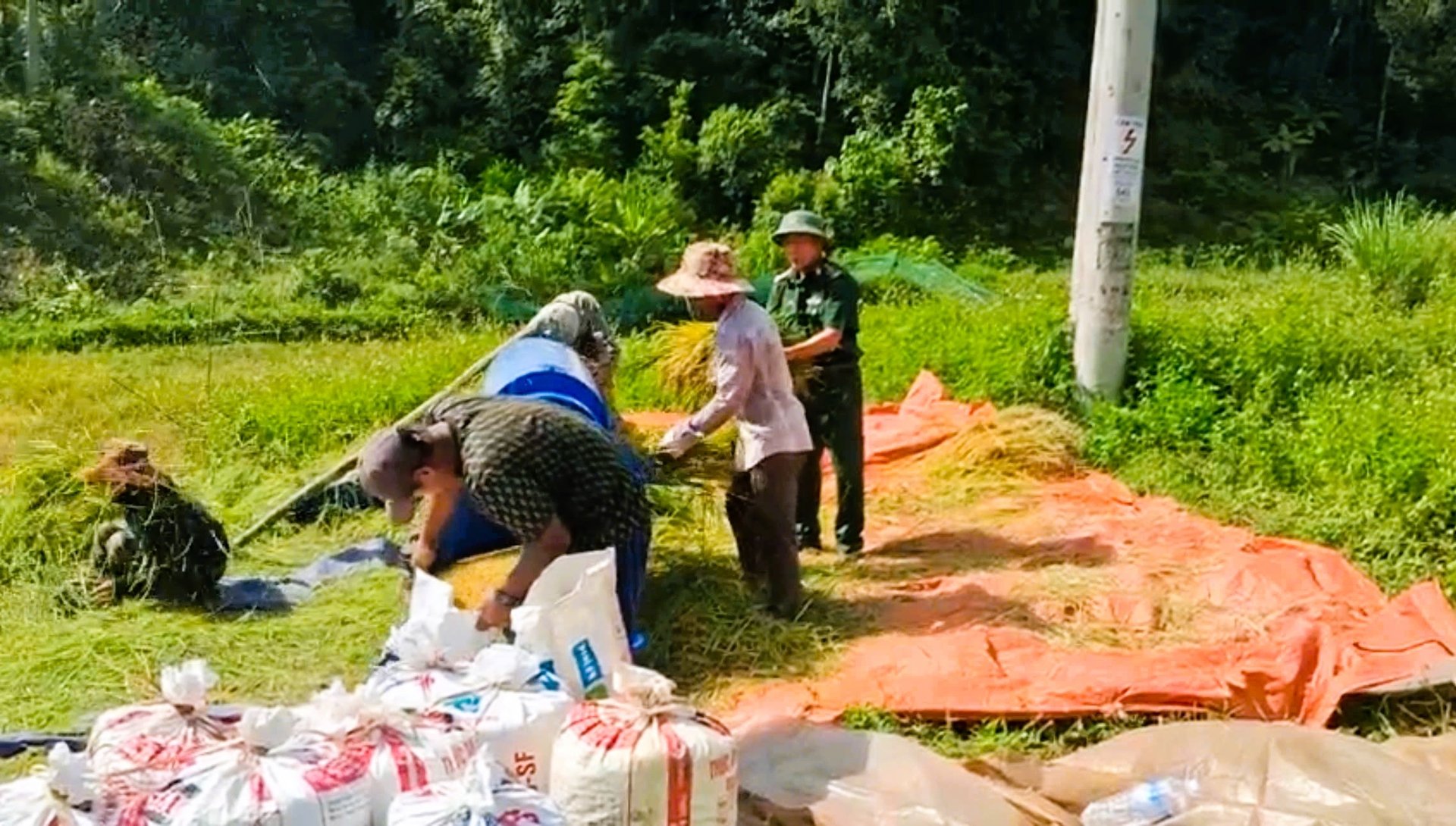 Bộ đội giúp dân thu hoạch sớm lúa vụ hè thu. Ảnh: T. Đức. Bộ đội giúp dân thu hoạch sớm lúa vụ hè thu. Ảnh: T. Đức.