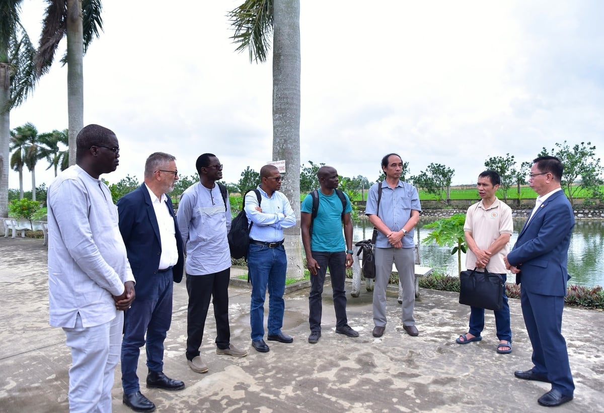 Mr. Tran Manh Bao, Chairman of the Board of ThaiBinh Seed (far right), welcomes the Senegalese delegation. Photo: Kieu Chi.