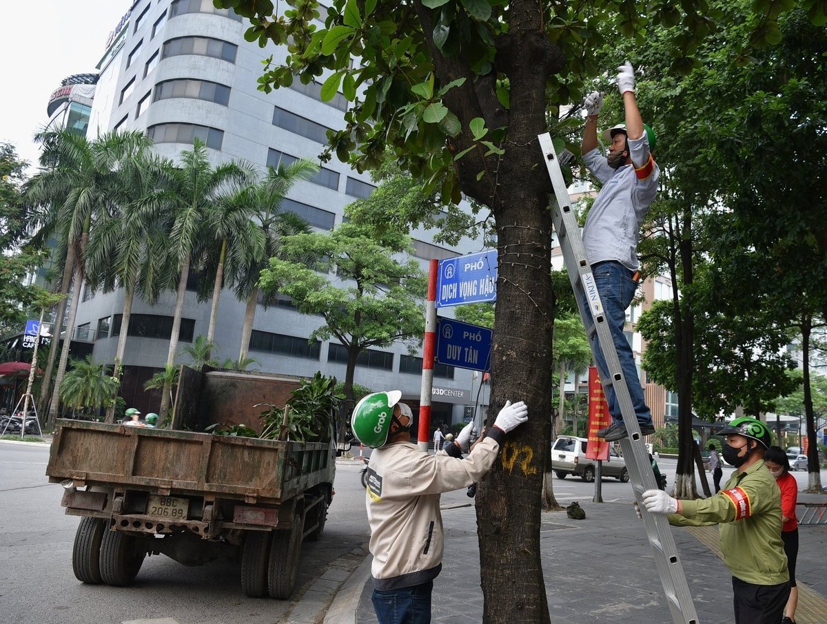 Tháo dỡ biển đèn trên cây ở phố Duy Tân sáng 23/8. Ảnh: Dương Đình Tường. Tháo dỡ biển đèn trên cây ở phố Duy Tân sáng 23/8. Ảnh: Dương Đình Tường.